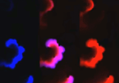 美国实验生物学会联合会（FASEB）又评选出了年度“生物艺术”作品