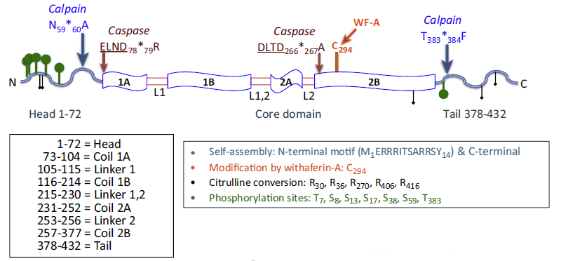 神经胶质纤维酸性蛋白（GFAP）单克隆抗体