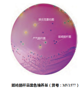 容易“袭击”婴儿的细菌——阪崎肠杆菌