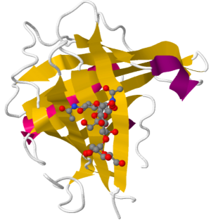 脂质运载蛋白2（LCN2）新发现