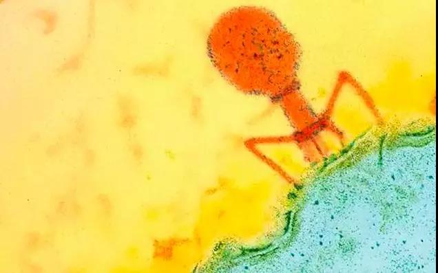 研究发现四株针对分泌溶细胞素的粪肠球菌的噬菌体