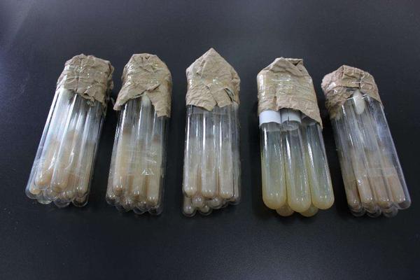 李斯特菌的生物学特性