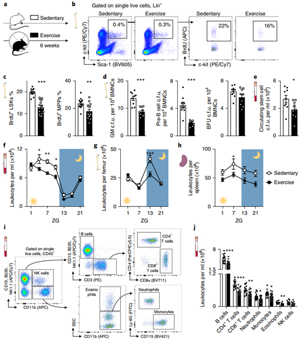适当运动可通过降低炎症反应保护心脏