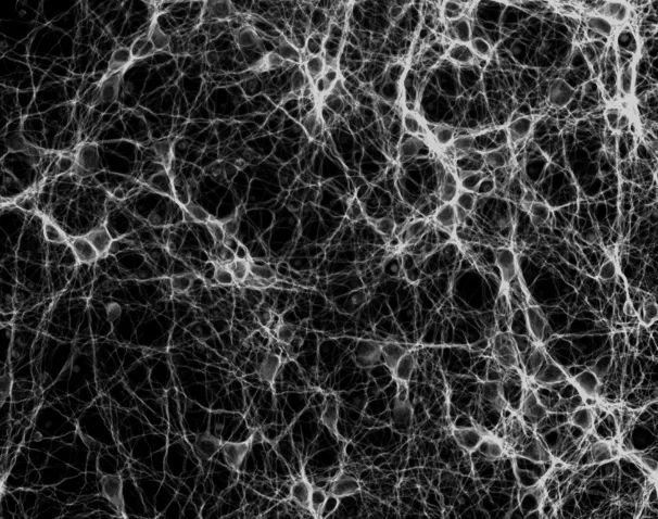 EVOS|点亮细胞之美