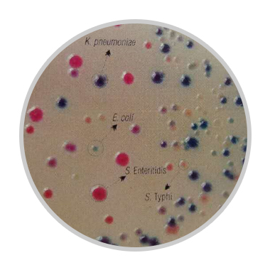 9款沙门氏菌显色培养基概览