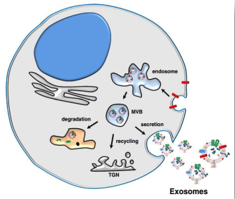 细胞的使者——外泌体