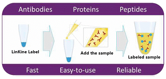 有哪些比较好的生物素Biotin偶联试剂盒推荐？