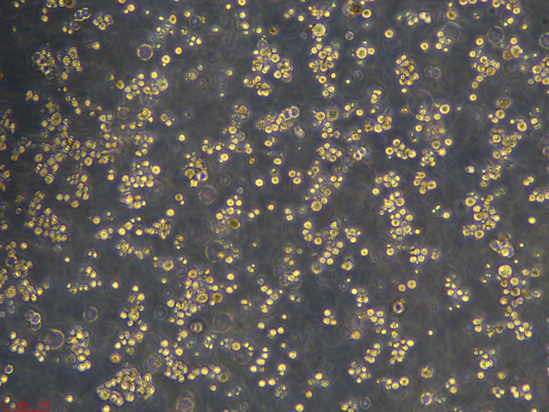 Project_LLC WRC256_ch00.jpg