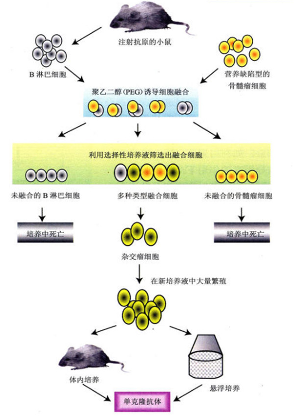 Abnova细胞培养级抗体：高亲和力、高纯度 & 零污染