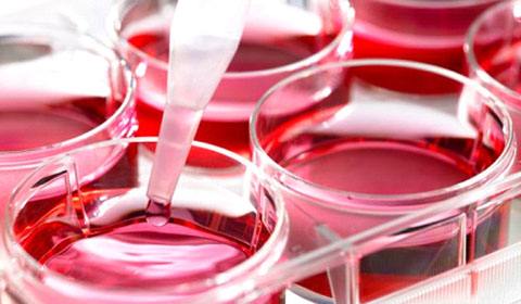 威正翔禹生物科普：关于胎牛血清知识问答（三）