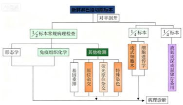 淋巴瘤诊断中如何精准选择IHC抗体组合？
