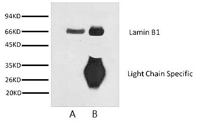 laminb1-ip