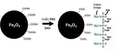 干货】小磁珠，大用途，分选纯化，一个不落