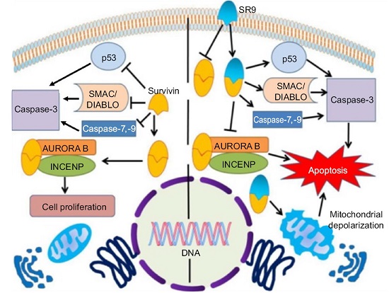 Survivin抗体-高性价比存活蛋白抗体内参抗体