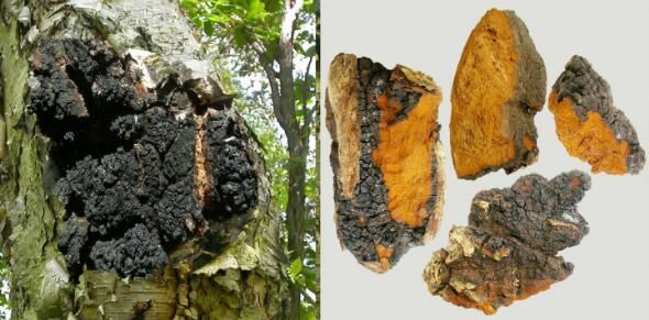 来自俄罗斯远东地区的蘑菇或具有强大的抗癌潜能