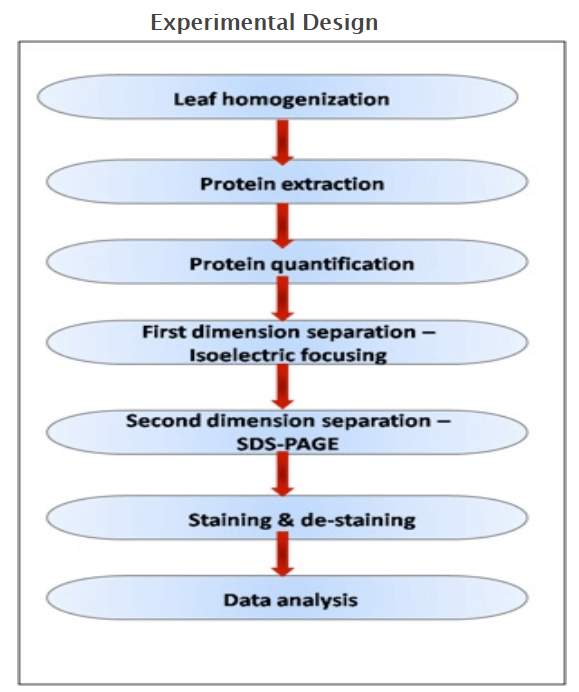 植物蛋白质组学研究凝胶电泳方法