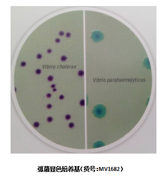 一种分离弧菌的显色培养基