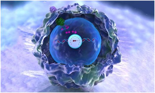 重磅！史上首次利用CRISPR-Cas9让人细胞变身为记忆存储系统