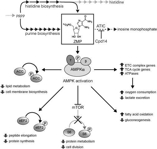 Cell子刊：一种能治疗二型糖尿病和肥胖症的新型小分子