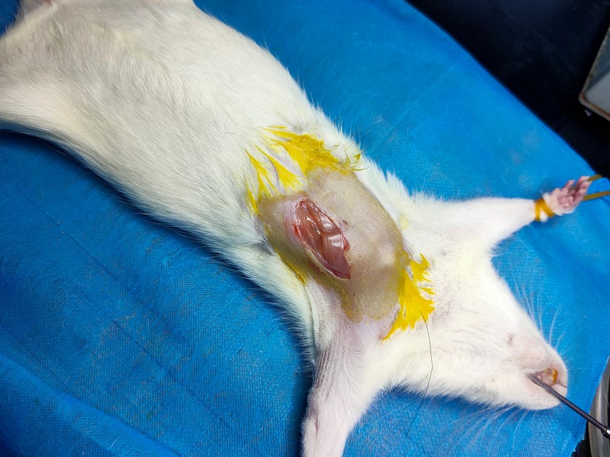 大鼠心肌缺血再灌注模型制备 大鼠心肌缺血再灌注模型制备