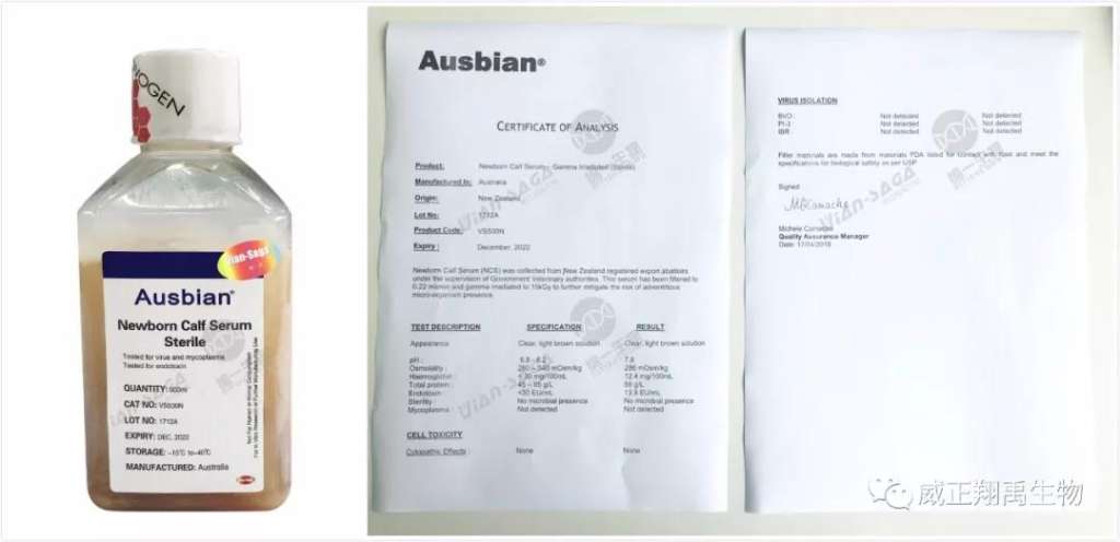 澳洲进口新生牛到货啦！