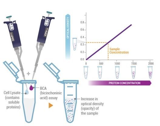 蛋白质定量试剂盒(BCA法和Bradford法)