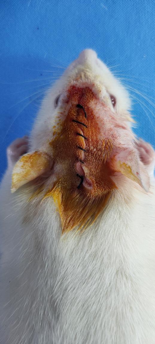 大鼠脑外伤动物模型（TBI）的建立