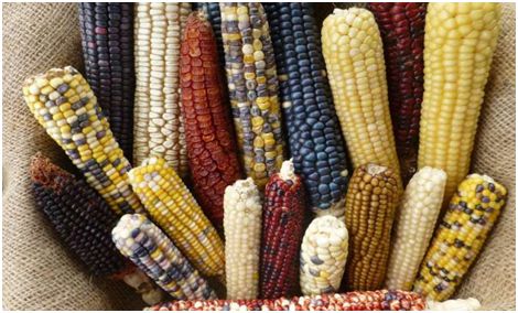 【前沿资讯】Cell：揭示玉米破坏孟德尔定律之谜