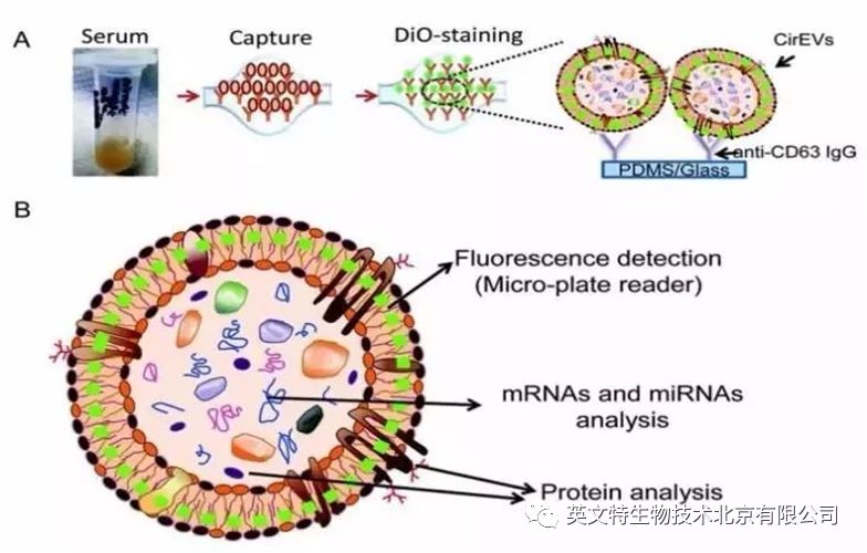 外泌体（Exosome）提取到底要选哪种方法？