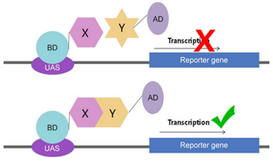  酵母双杂交原理示意图