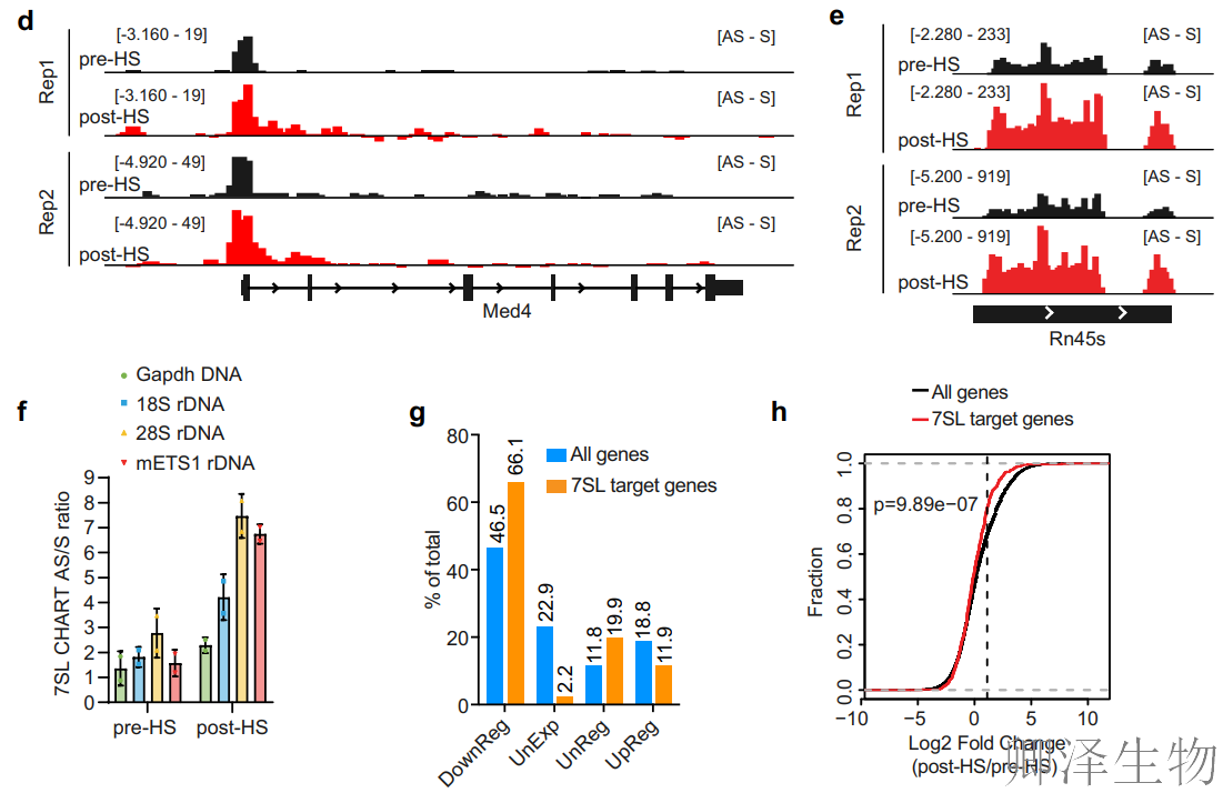 【热应激的翻译调控】 | 7SL RNA与信号识别颗粒（SRP）的双重身份大揭秘！