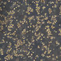 浙江美森-大鼠腹水癌细胞Walker/LLC-WRC 256现货