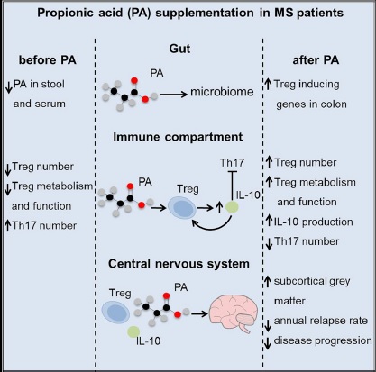Cell | PA通过免疫调节机制改善多发性硬化症病程