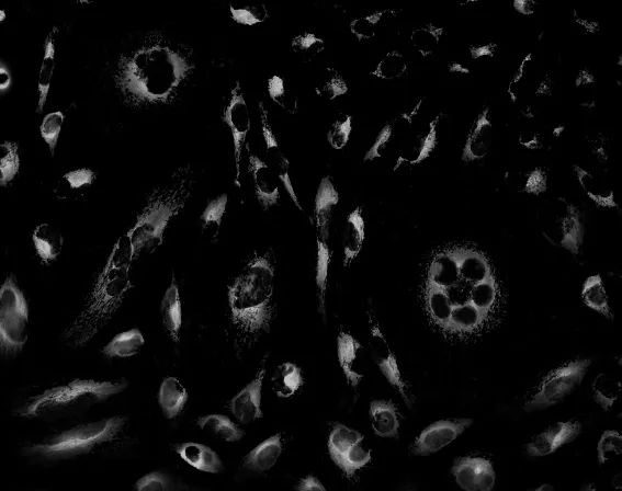 EVOS|点亮细胞之美