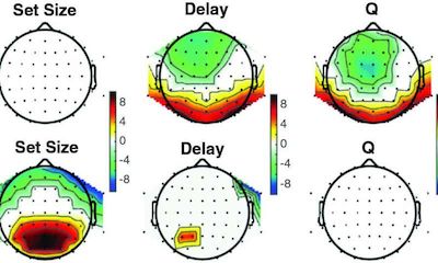 研究者们揭示学习过程中大脑不同