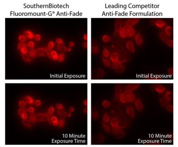 SouthernBiotech“新品尝鲜”：防褪色Fluoromount-G封片剂