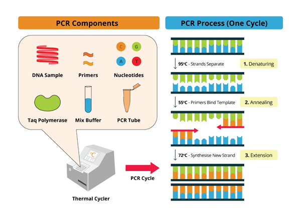 推荐终点PCR，定量PCR，反转录PCR产品，助力PCR技术研究