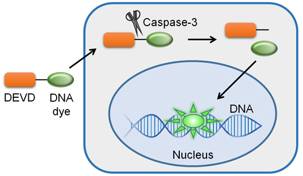 酷炫活细胞Caspase-3活性检测试剂盒，看得见的Caspase-3活性！
