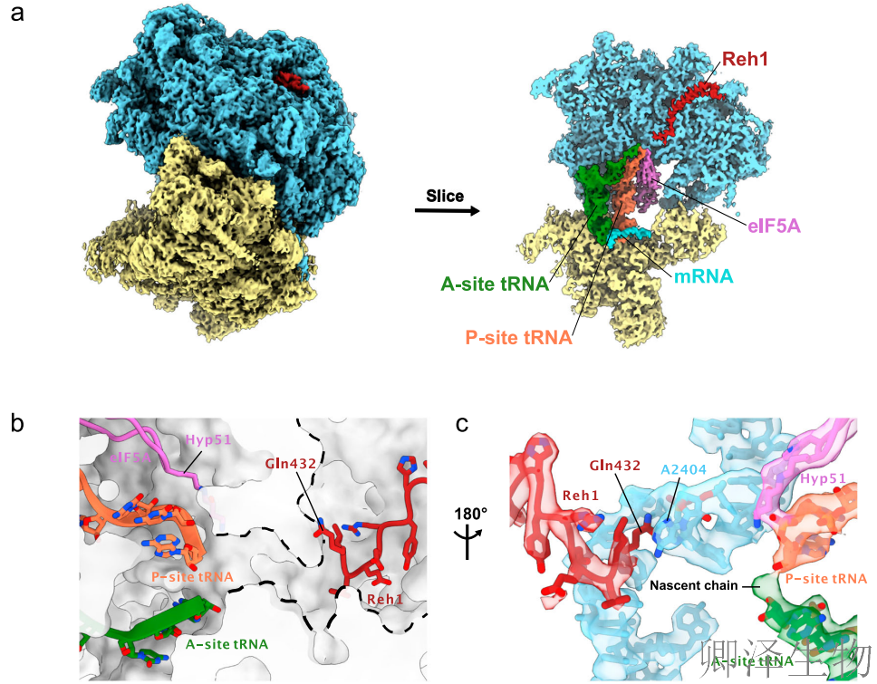 【核糖体组装因子】 | 核糖体