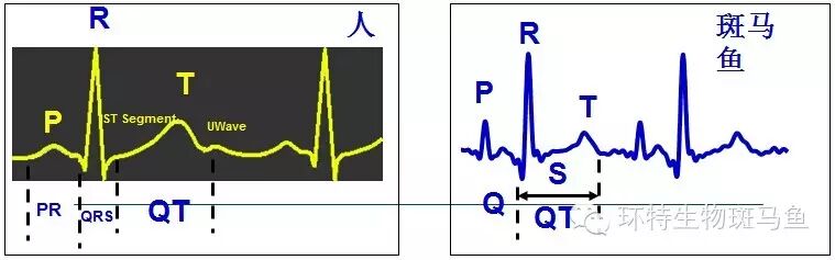 斑马鱼成功筛选出新型致心律失常性心肌病治疗药物