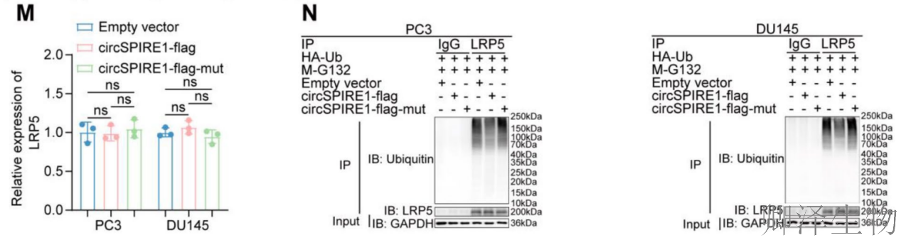 【circRNA翻译】 | 环状RNA编码新型蛋白，成前列腺癌治疗新靶点！