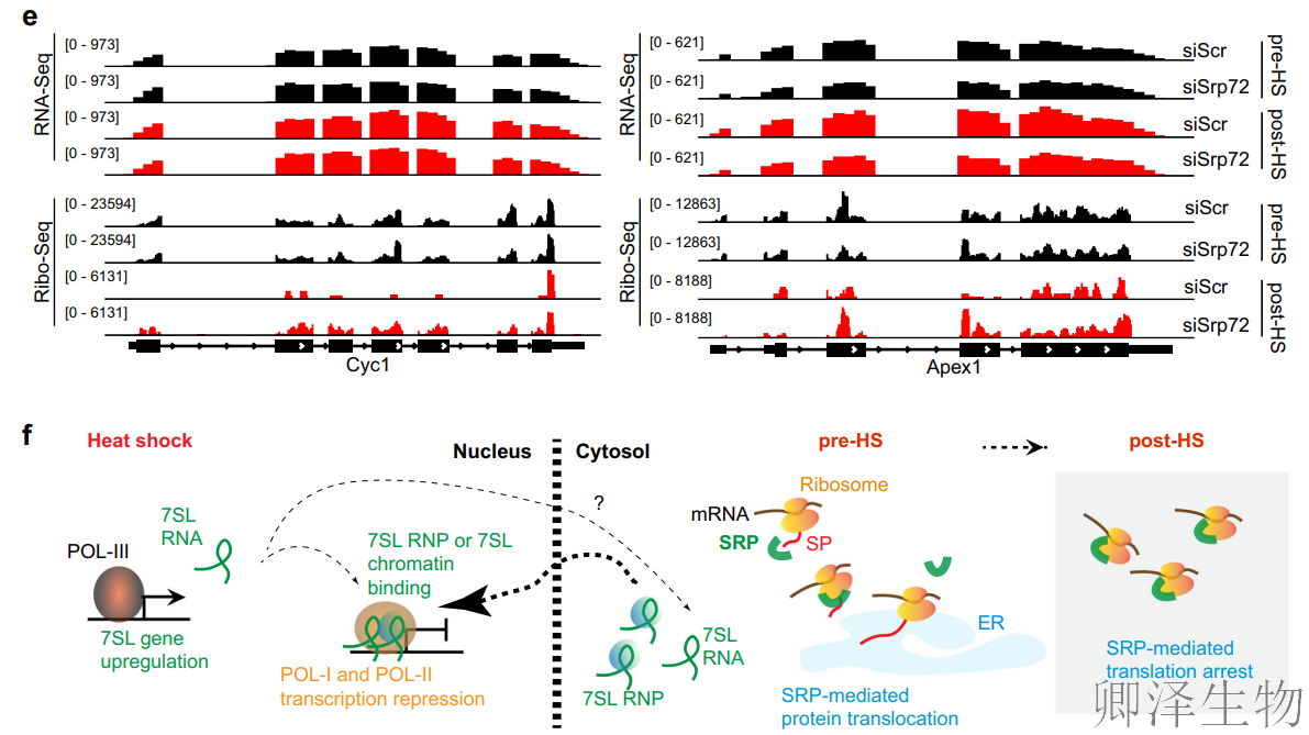 【热应激的翻译调控】 | 7SL RNA与信号识别颗粒（SRP）的双重身份大揭秘！