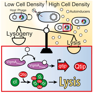 Cell：生物学家将窃听细菌通信的病毒变成细菌杀手