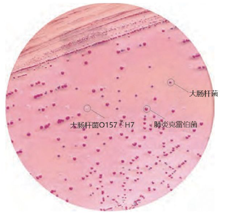 HiCrome大肠杆菌O157显色培养基简介--威正翔禹|缔一生物