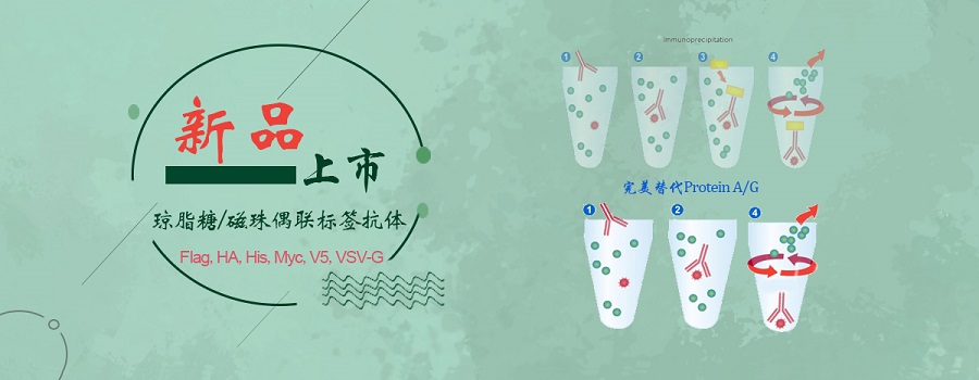 琼脂糖/磁珠偶联标签抗体：Abbkine新品上市