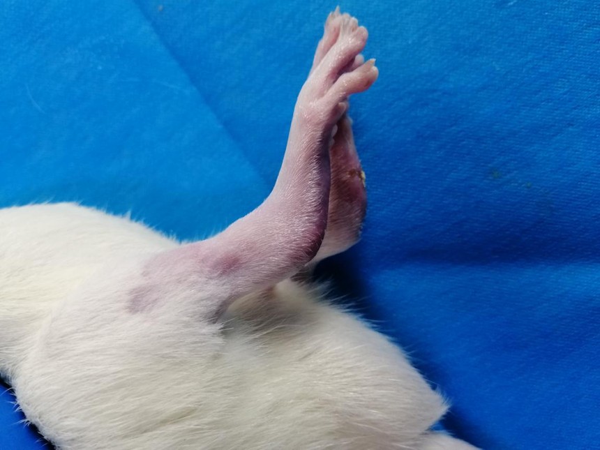 大鼠骨关节炎模型制备 大鼠骨关节炎模型制备