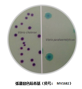 吃海鲜，警惕副溶性弧菌中毒