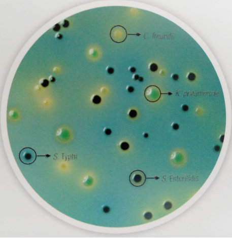 9款沙门氏菌显色培养基概览