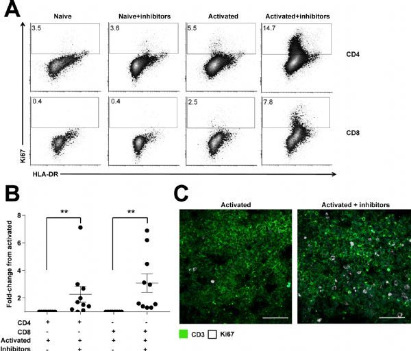 发现人体淋巴结构细胞竟抑制T细胞功能