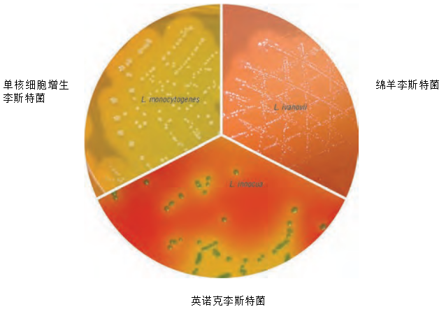 李斯特菌显色培养基